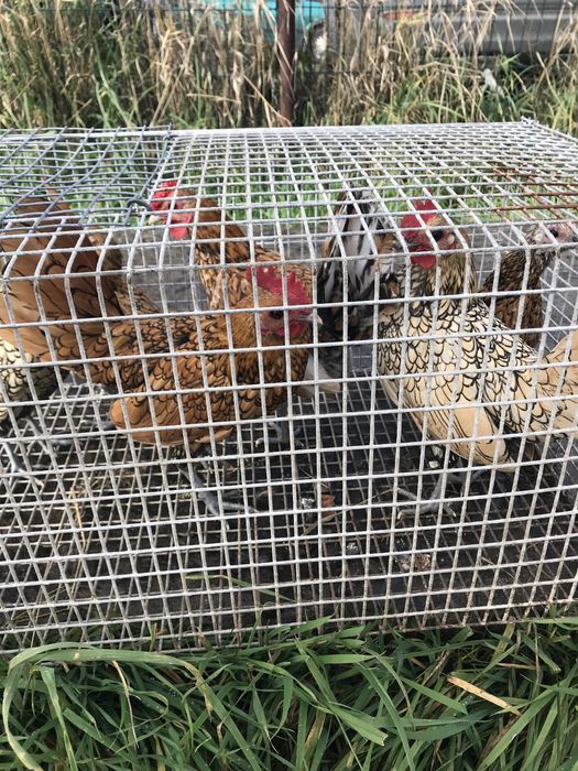 Ліліпути курочки пітушки