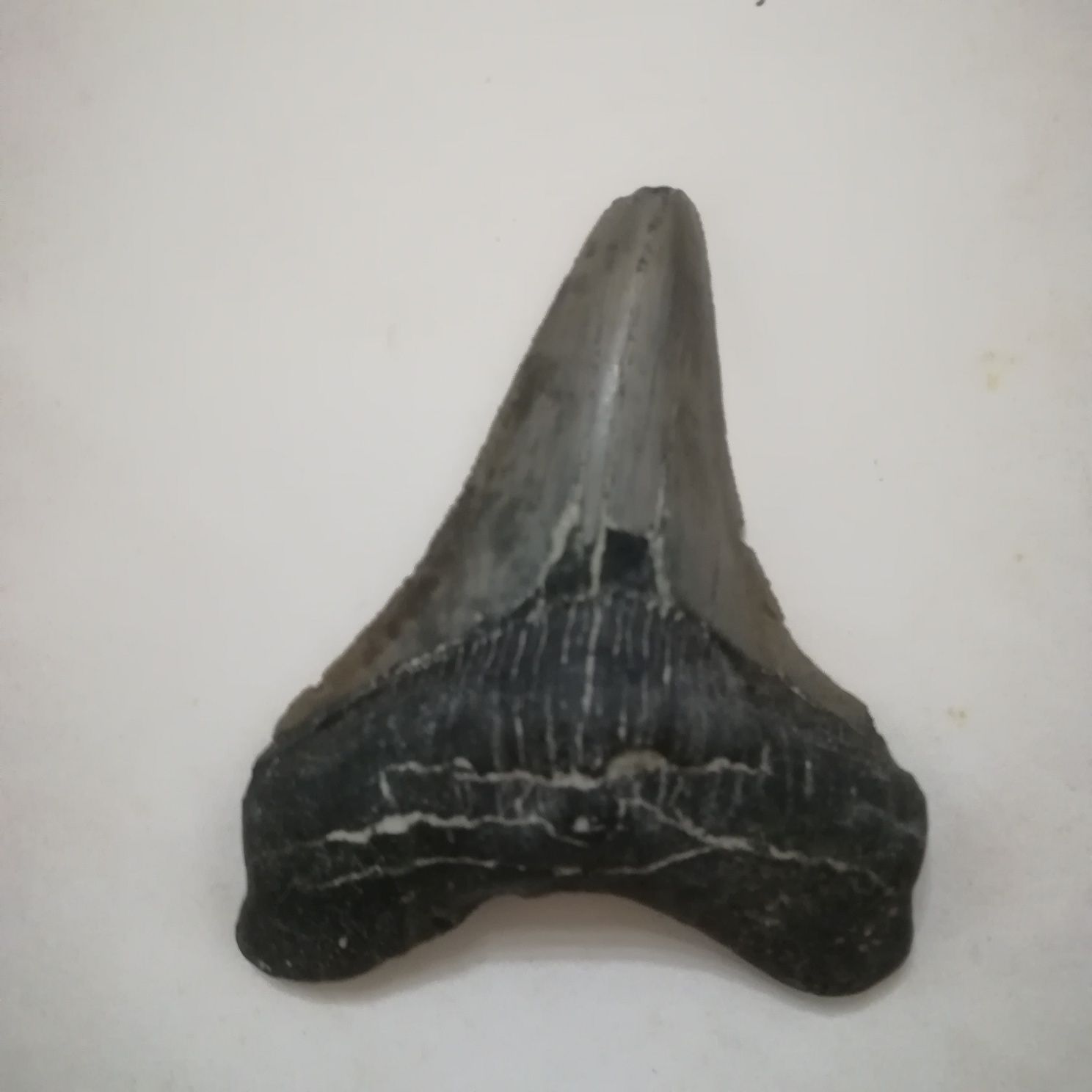 Fóssil dente de megalodon