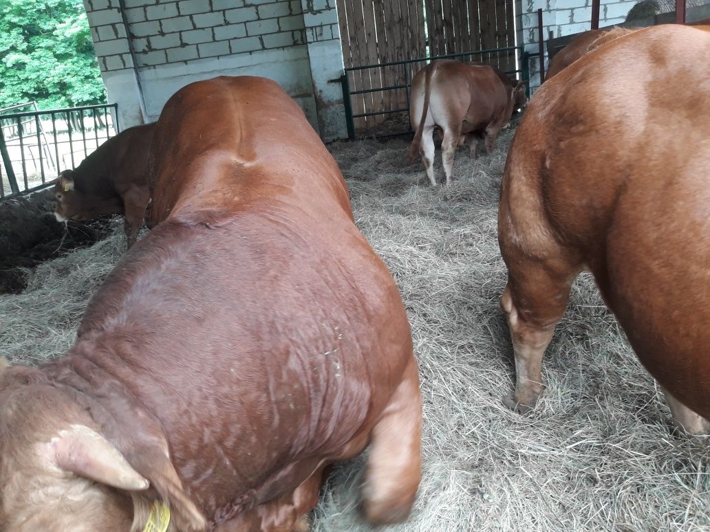 Byk,buhaj ,rozpłodnik Limousine 100% ,pod oceną Pzhipbm