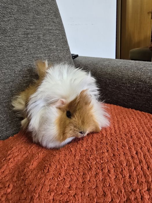 Długowłosa, młoda świnka morska, Cavia peruwiańka