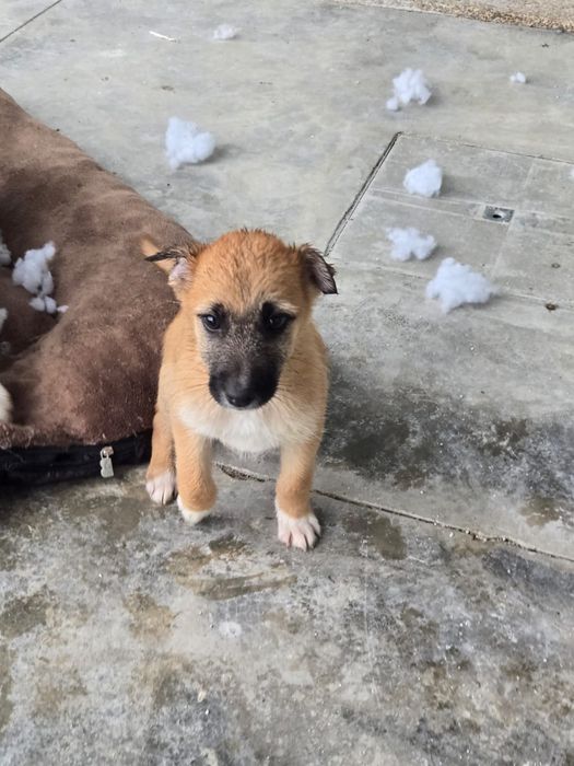 Cachorrinha para adoção