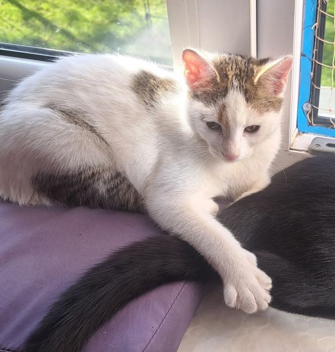 Koteczka Rysia czeka na dom