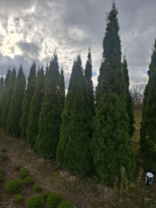 Sprzedam tuje 2 metry