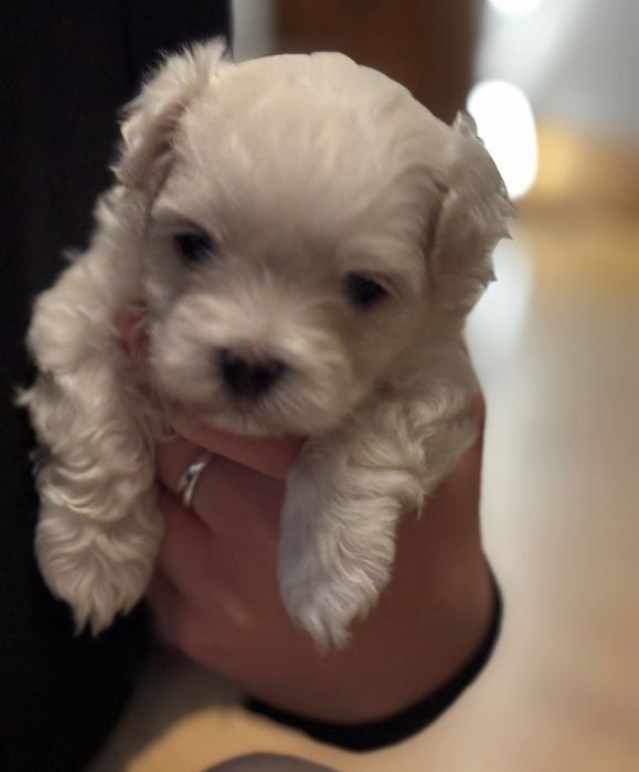 Maltańczyk Bez wad genetycznych