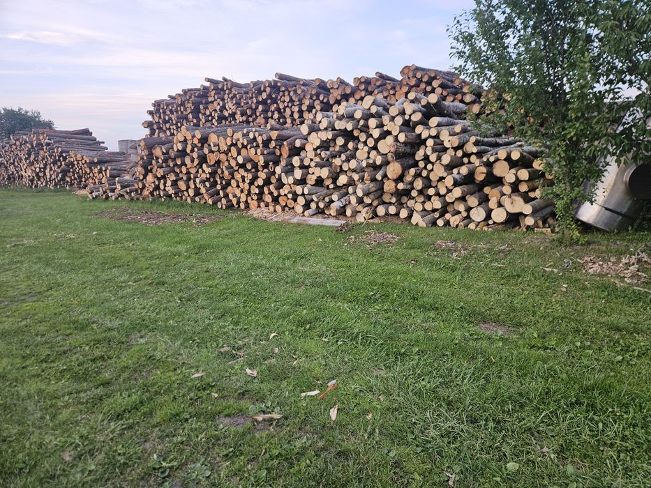 Drewno opalowe liściaste