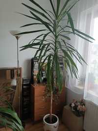 Juka , dracena  kwiat ,roślina domowa