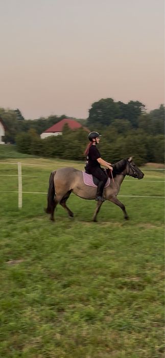Do dzierżawy klacz konika polskiego 145cm warta uwagi!