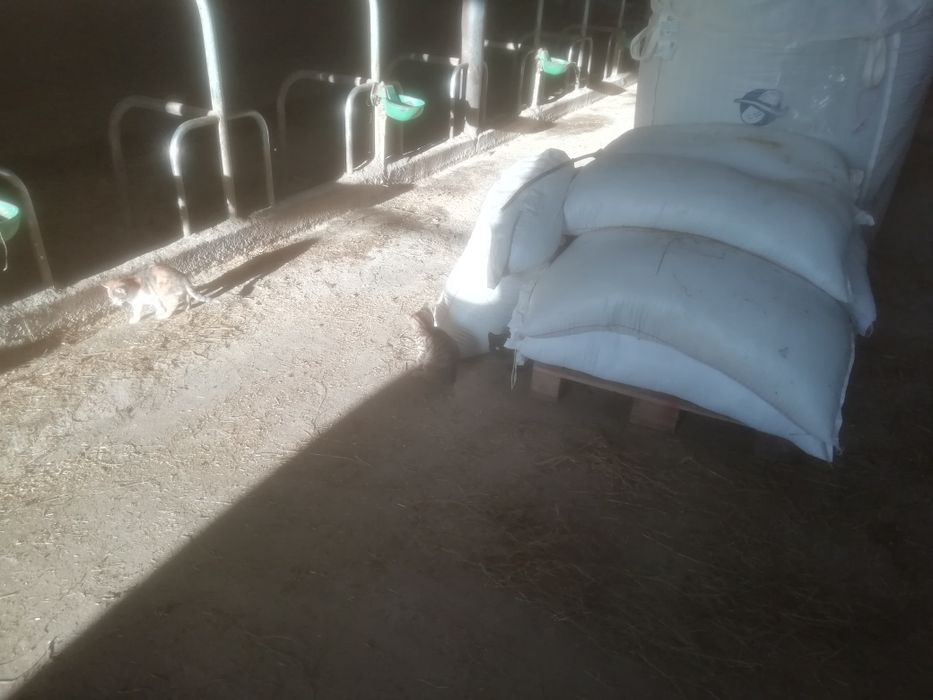 Oddam małe kotki i większe