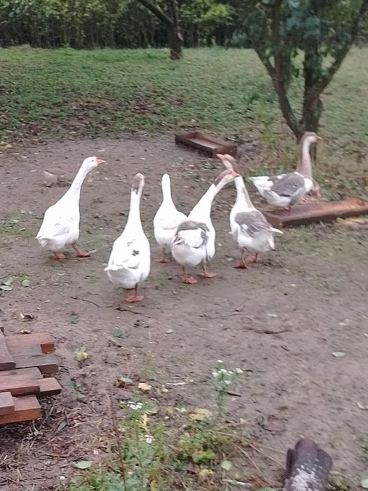 Продам,або обміняю гуси