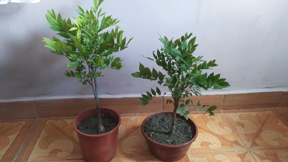 Багаторічні садові рослини