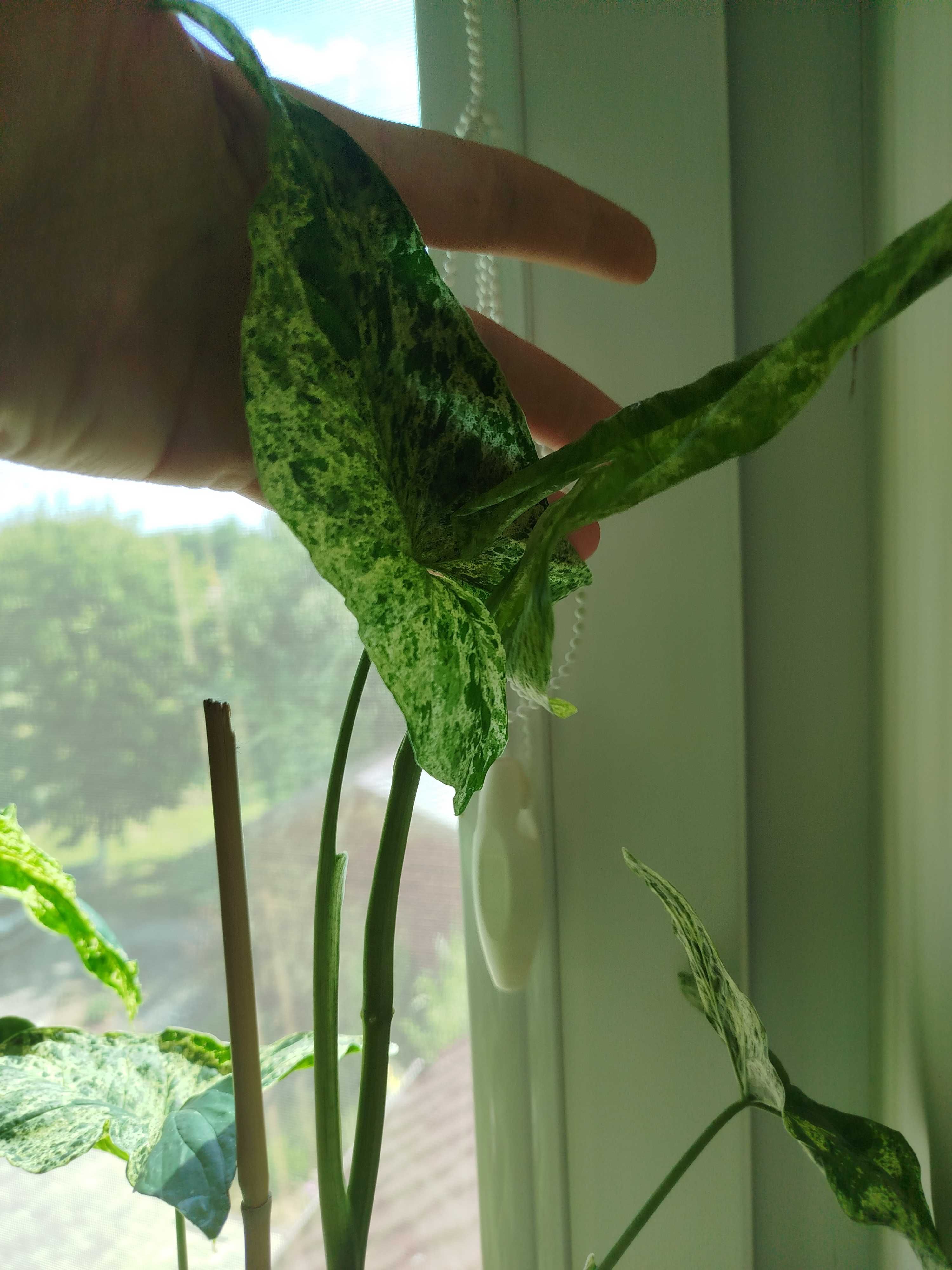 Zroślicha mojito i albo variegata