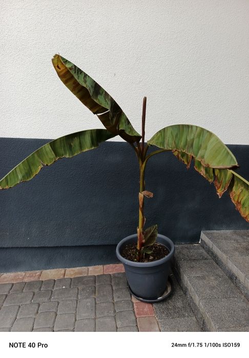 Bananowiec Red Tiger