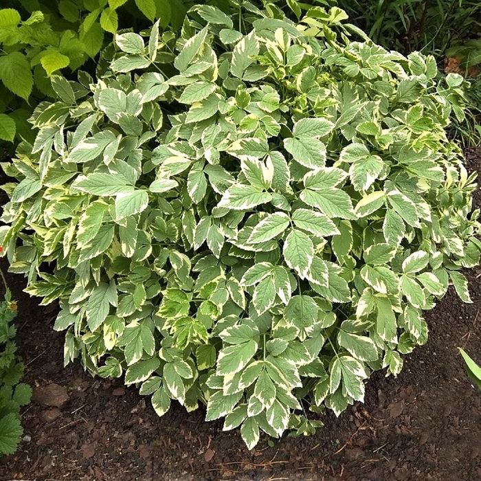 Снить варієгантна для тіні