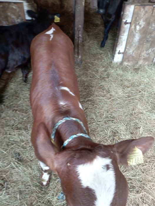 Jałówki mięsne polskie 15szt