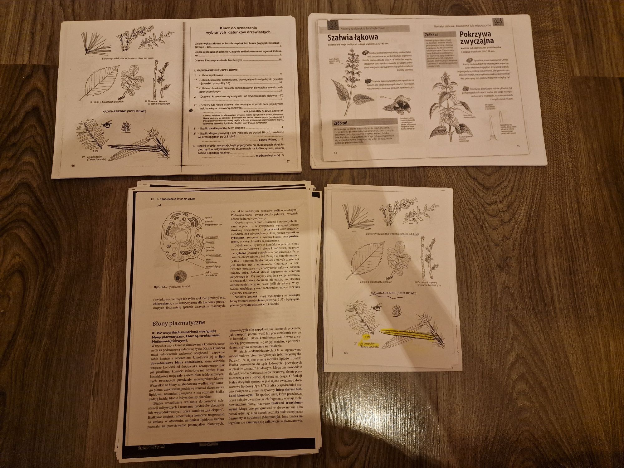 Matura biologia notatki rośliny komórka