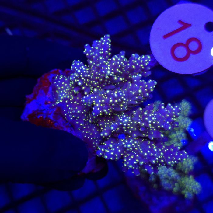 Acropora Tricolor – matecznik WYSIWYG #18