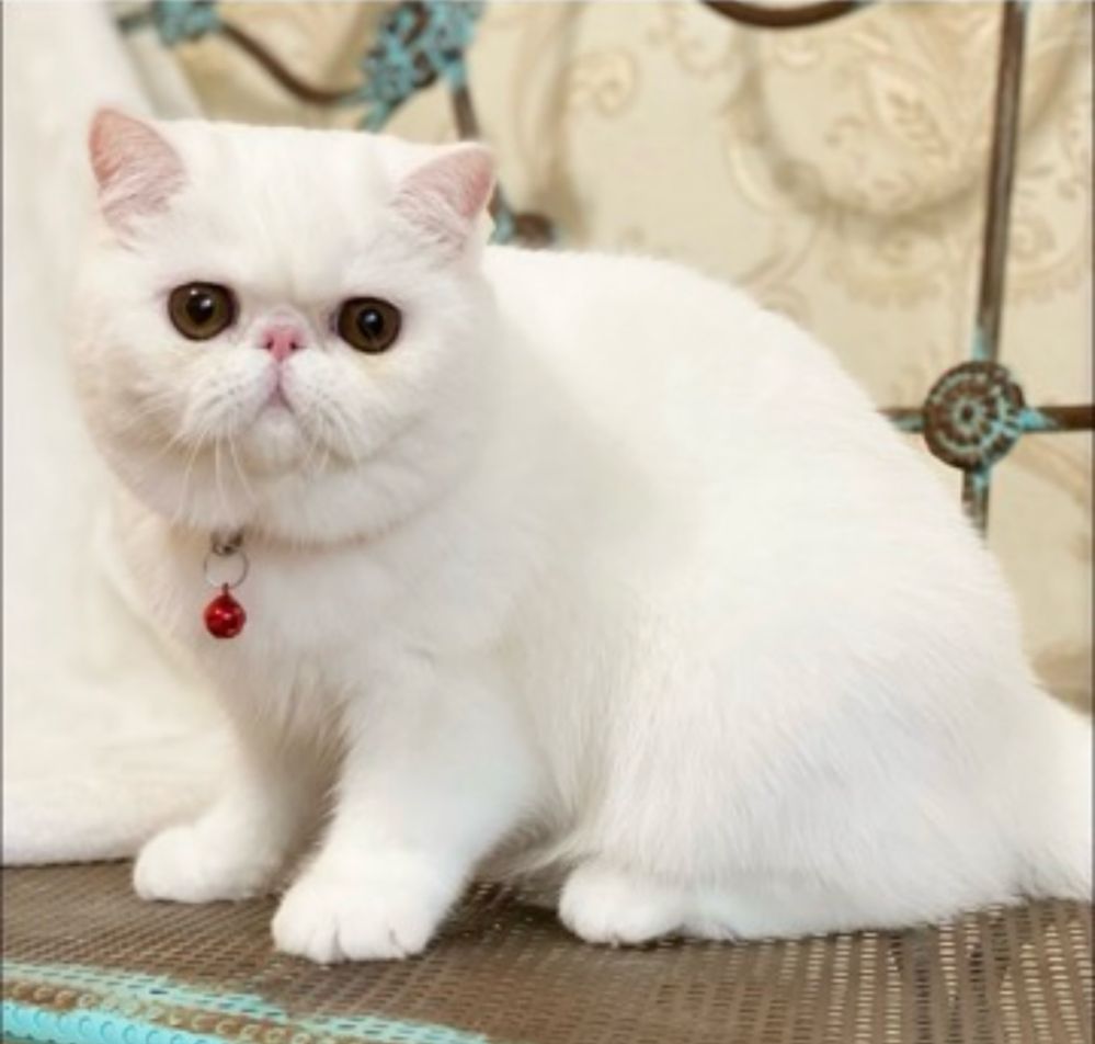 Экзотические кошки стерилизованные