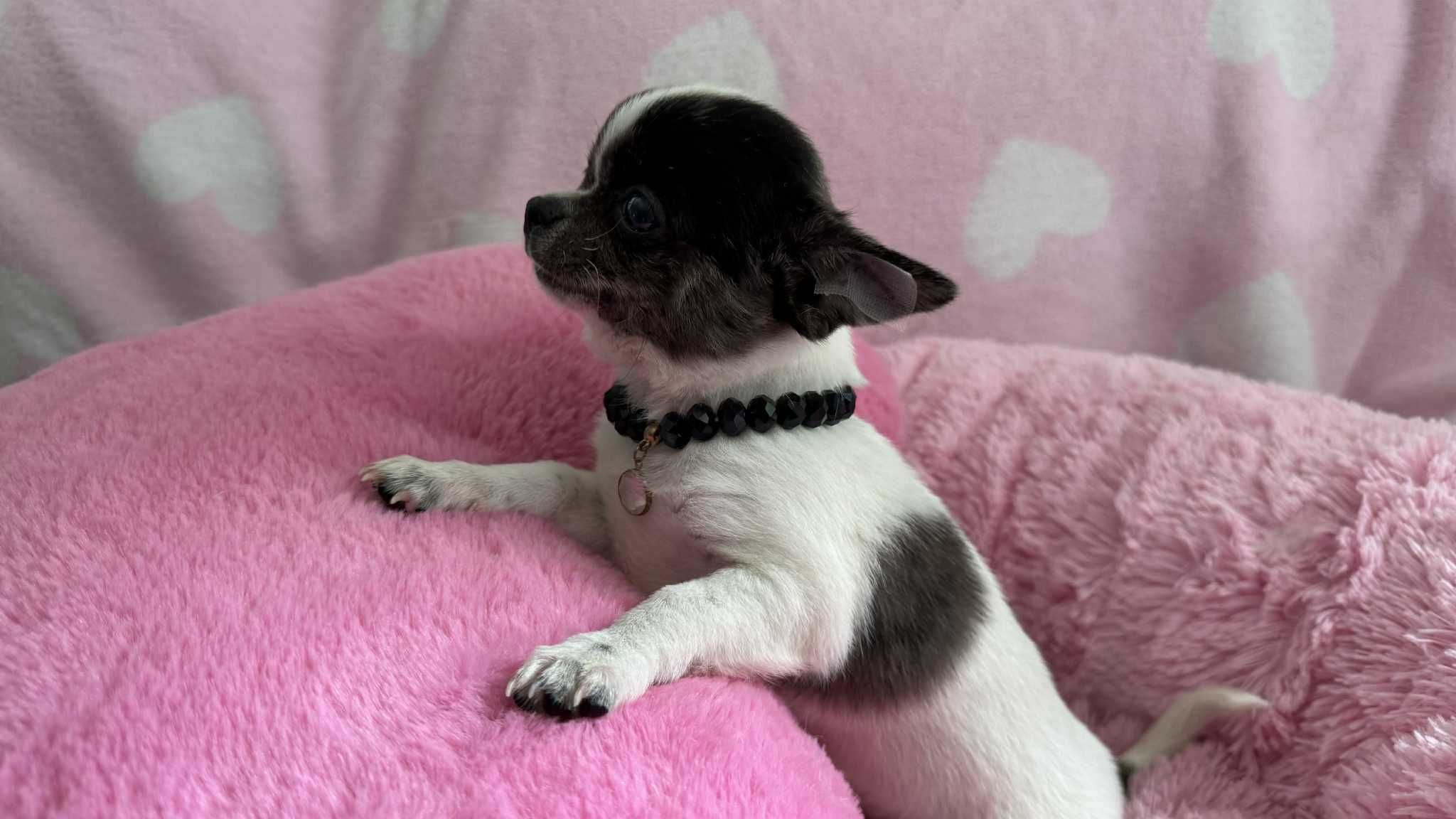 Chihuahua Piesek z Rodowodem*Tricolor* Impuls *Mini*