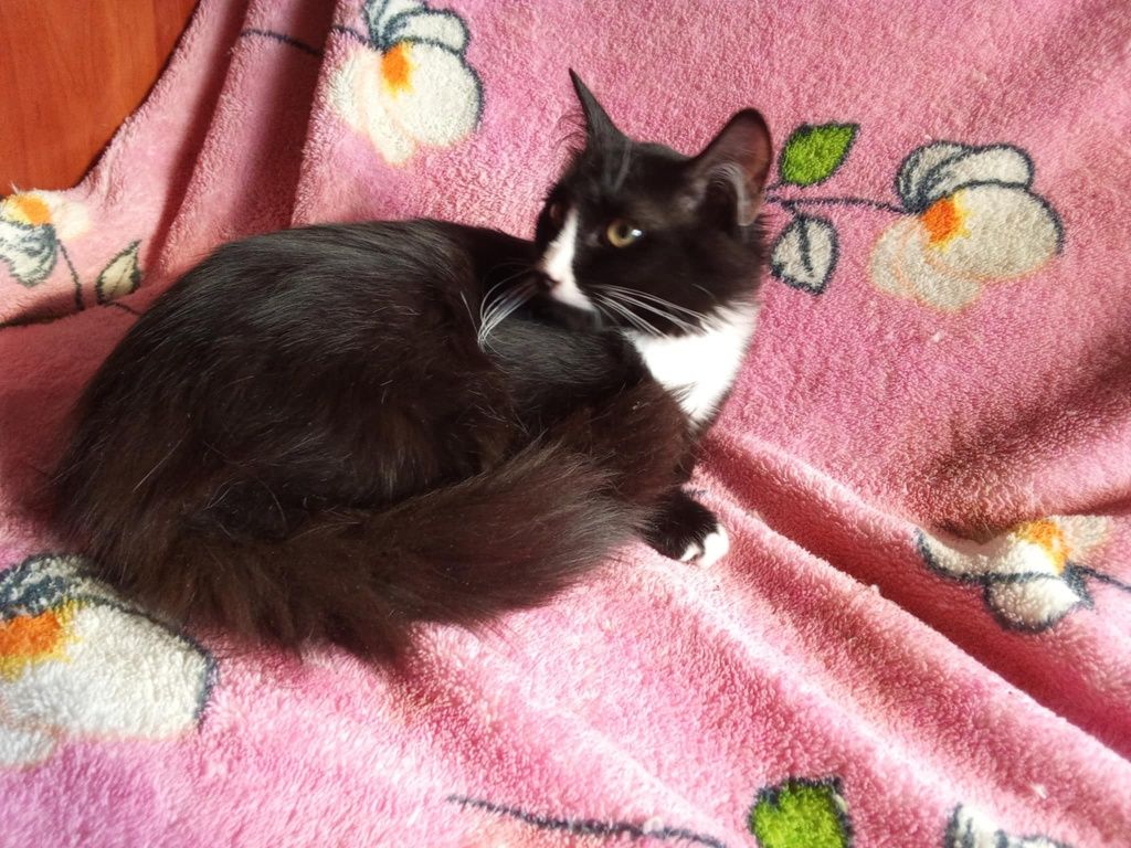 Pilne! Adopcja kotków z Charkowa
