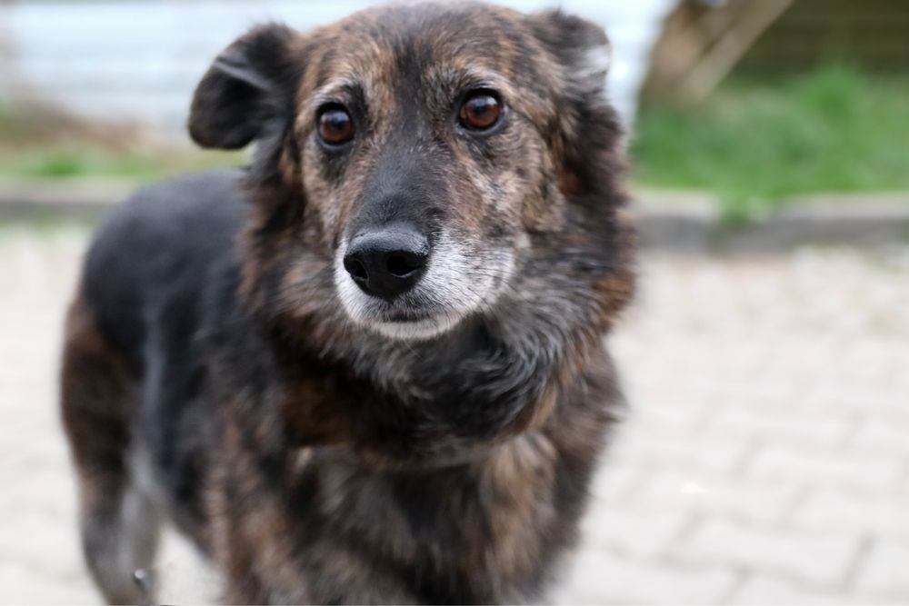 Cudowna Sunia po przejściach szuka domku