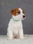 Jack Russell Terrier ZKwP FCI piesek k.włos rezerwacja