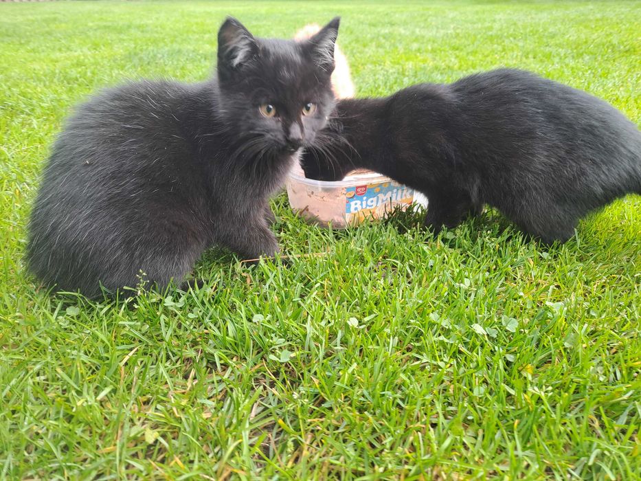 Oddam kocięta w dobre ręce