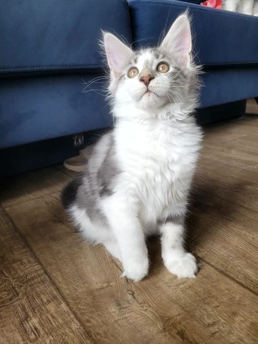 Kotek EROS Bagheera Pl Maine Coon