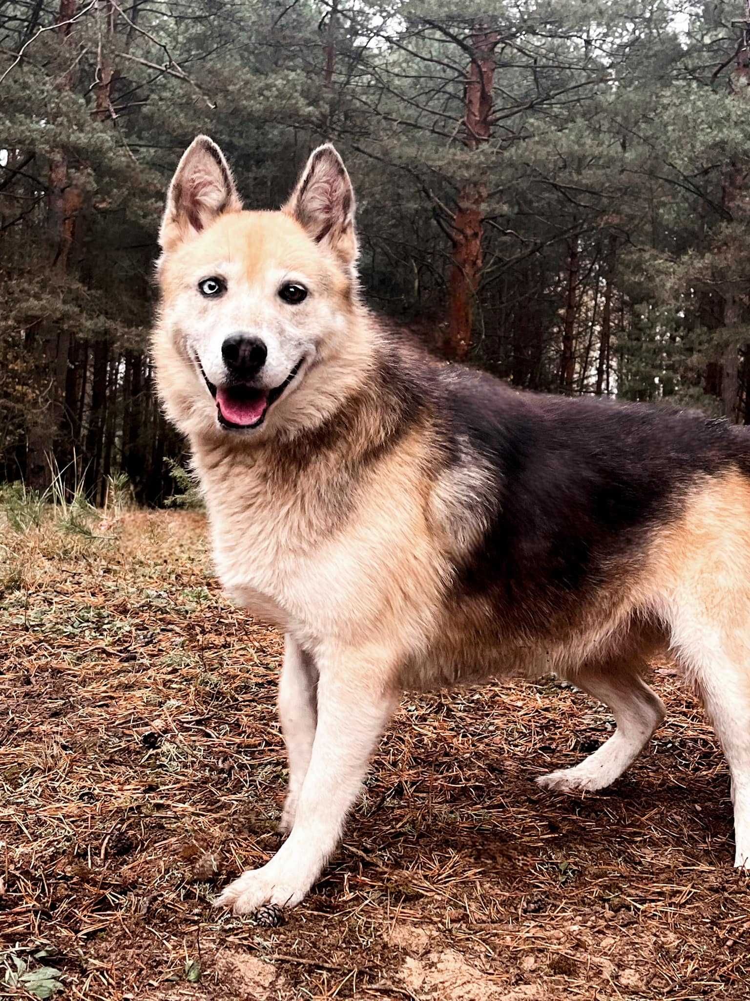 husky mix AMBER 8 l w schronisko w lututowie aktualne