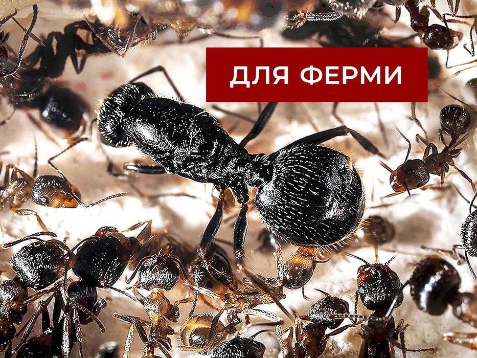 ВЕЛИКІ колонії 70+ робітників, Жнеці, Messor Structor, Мурахи