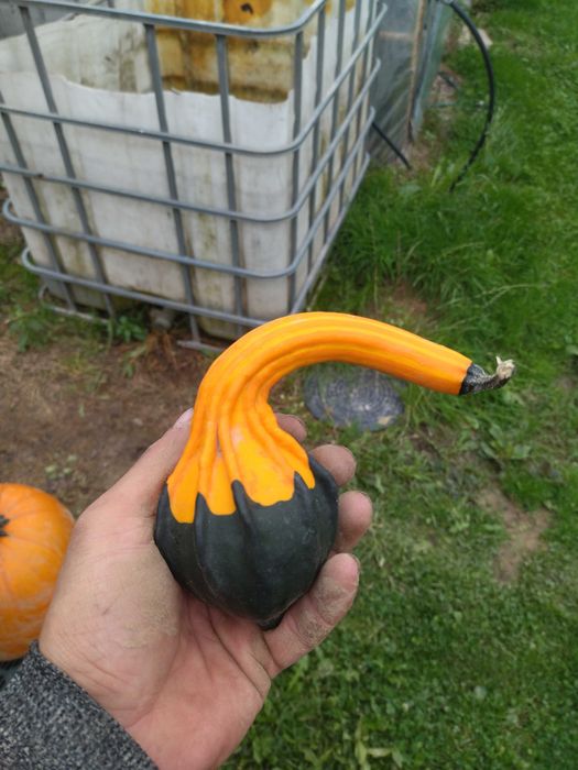 Dynie ozdobne różne