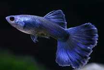 Guppies moscow blue
