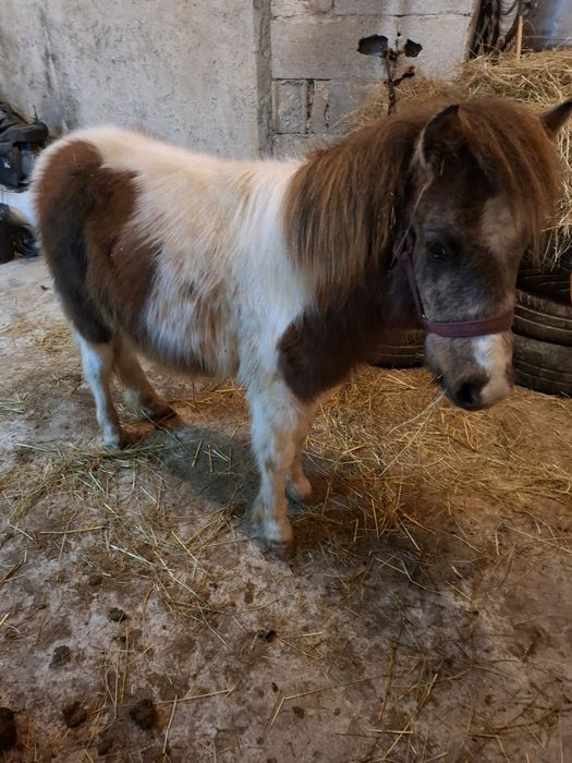 Vendo poney shetland