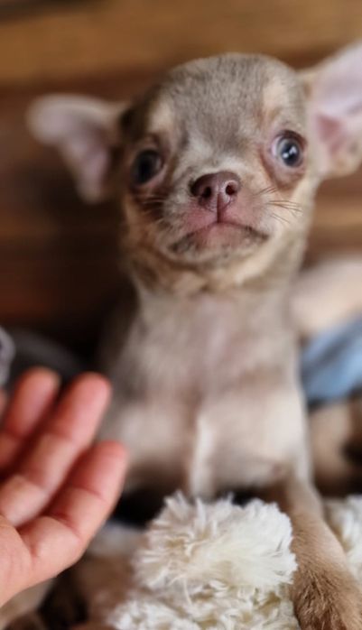 Chihuahua  liliowa mala dziewczynka