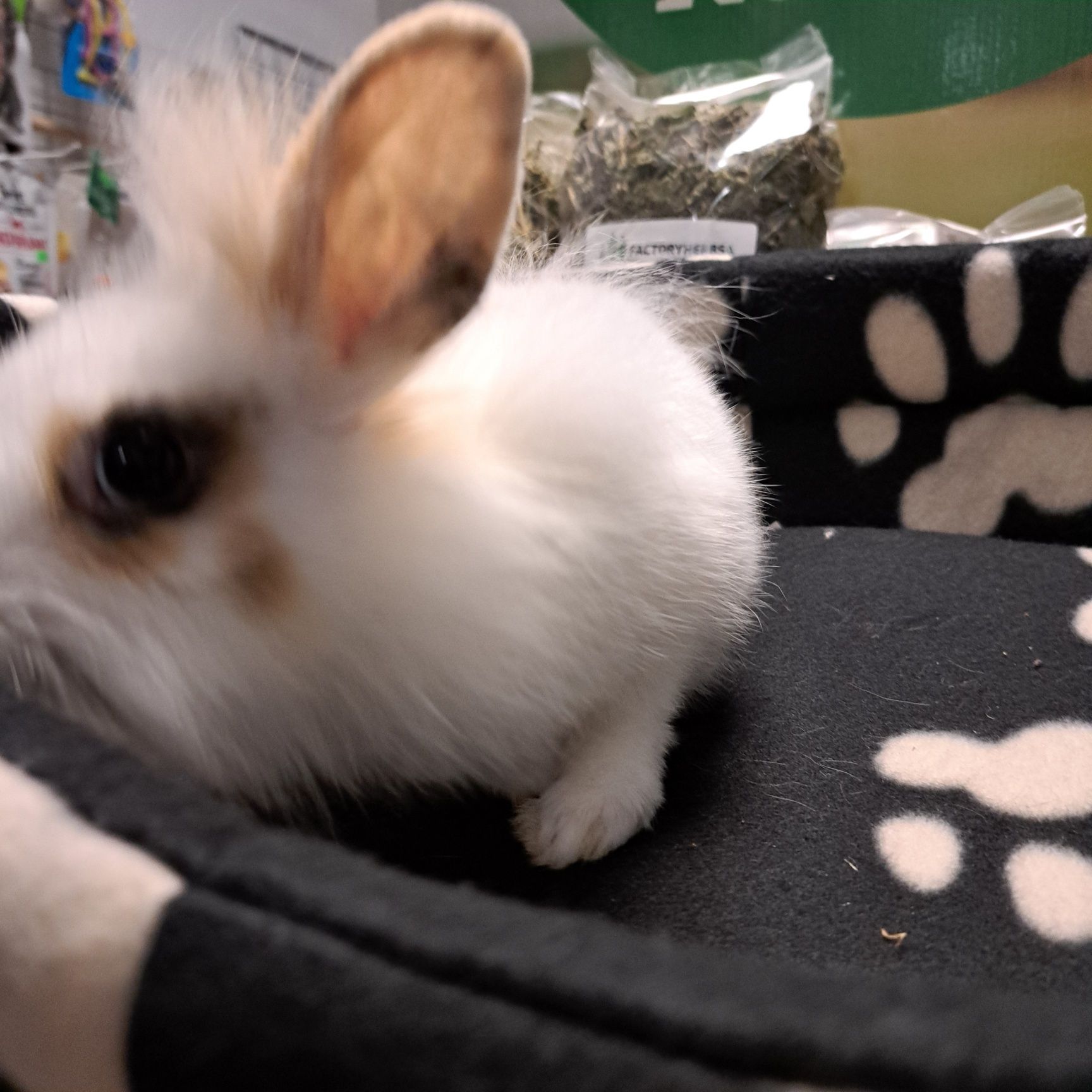 Królik lewej w sklepie Gruby Kocur sklep zoologiczny w Rzeszowie