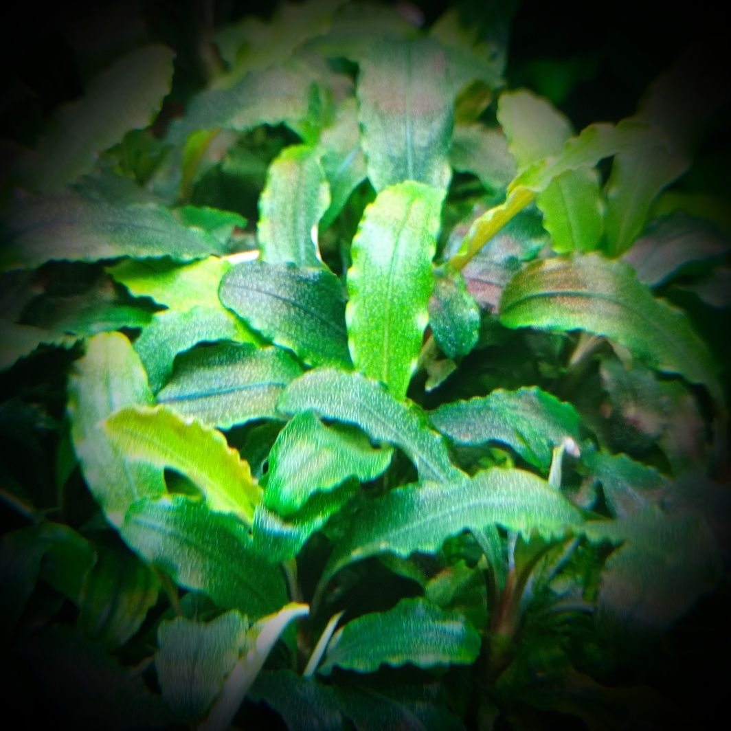 Bucephalandra theia green, akwarium, akwarystyka, rośliny akwariowe