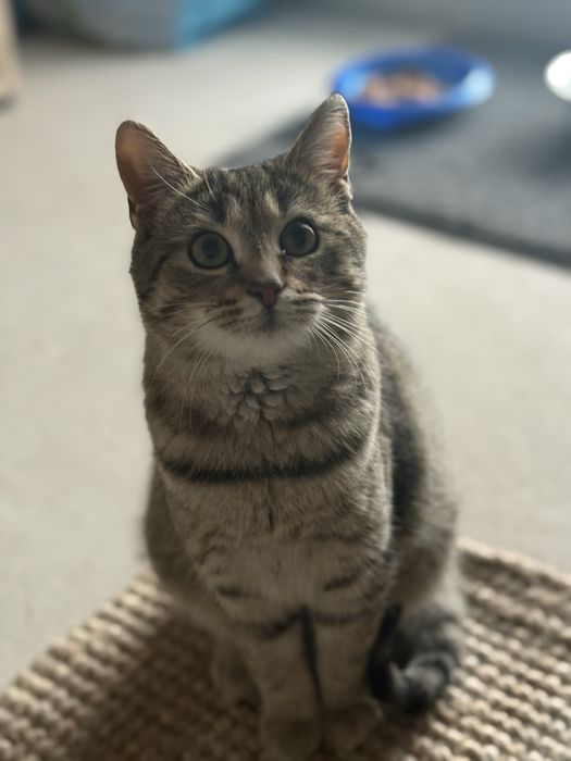 Sisi w poszukiwaniu domu