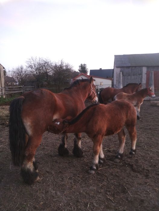 Klacz  pkz 84 pkt zrebna