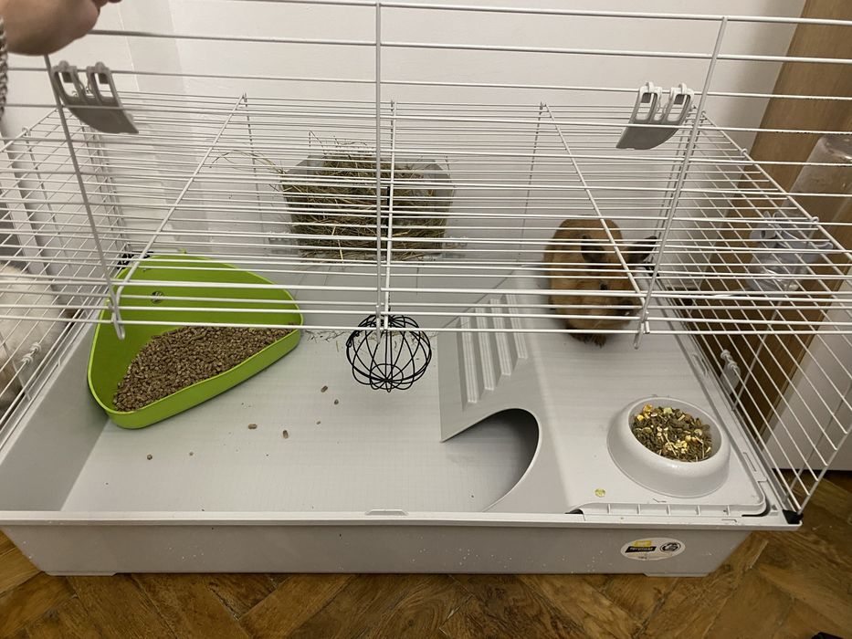 Декоративний кролик разом з кліткою