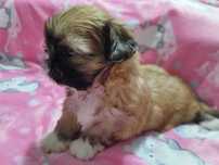 *** Śliczna Maleńka Dziewczynka Shih Tzu ***