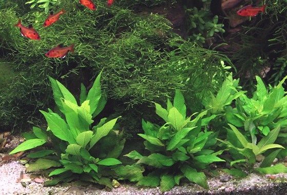 Hygrophila COMPACTA corymbosa Nadwódka dębolistna Pierwszy Plan  
Hygr