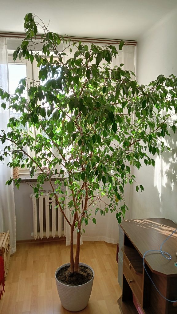 Fikus Benjamina sprzedam