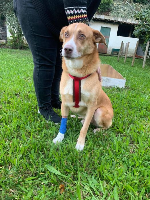 Macho para adopção responsável