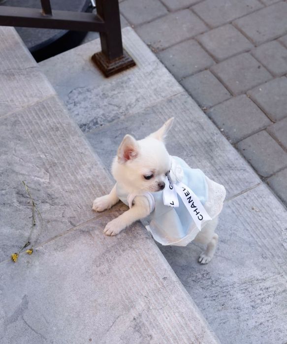 Chihuahua Mini dziewczynka  na kolanka