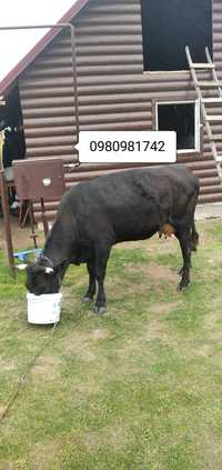 Продам корову після телятка галка
