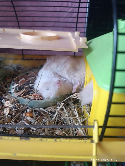 Гризуни в добрі руки