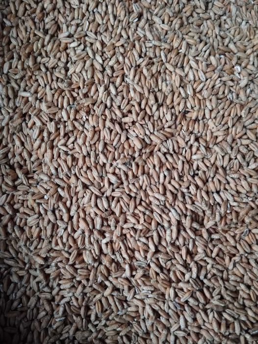 Sprzedam pszenżyto ozime