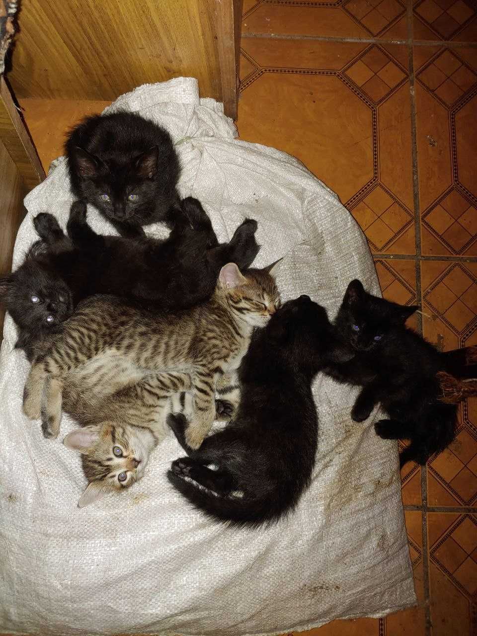 Котиків у добрі руки ! Лозова !