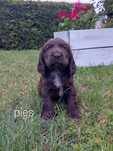 Cocker spaniel szczeniak