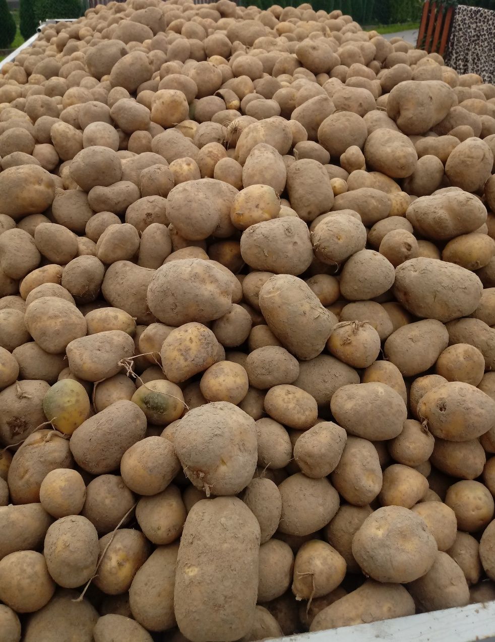 Ziemniaki jadalne i sadzeniak swojskie na obroniku