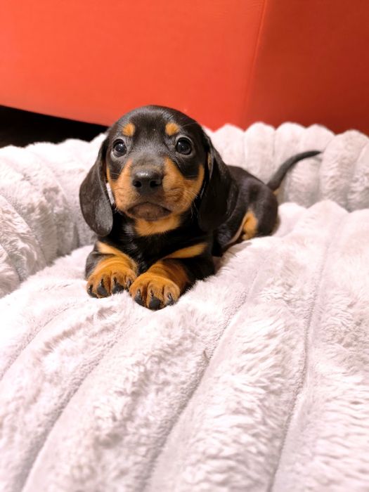 Jamnik miniaturowy krótkowłosy czarny podpalany